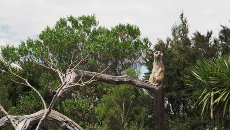 A-vigilant-meerkat-on-a-weathered-tree-trunk,-scanning-with-watchful-eyes