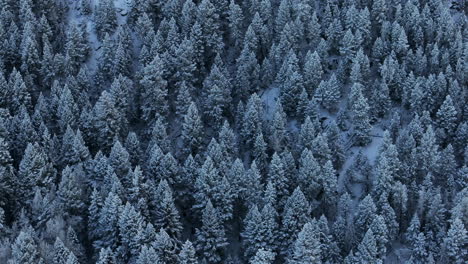 Colorado-Christmas-shaded-cool-blue-Rocky-Mountains-snowing-below-freezing-frosted-first-snow-pine-tree-forest-Evergreen-Morrison-Denver-Mount-Blue-Sky-Evans-cinematic-aerial-drone-slider-left-motion
