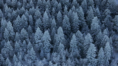 Colorado,-Weihnachten,-Schattig,-Kühles-Blau,-Felsige-Berge,-Es-Schneit-Unter-Dem-Gefrierpunkt,-Gefrostet,-Erster-Schnee,-Kiefernwald,-Immergrün,-Morrison,-Denver-Mount,-Blauer-Himmel,-Evans,-Filmische-Luftaufnahme,-Drohne,-Kreis,-Bewegung-Nach-Rechts