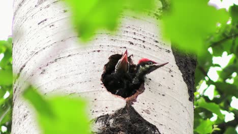 This-footage-is-about-a-woodpecker-acting-in-its-natural-environment