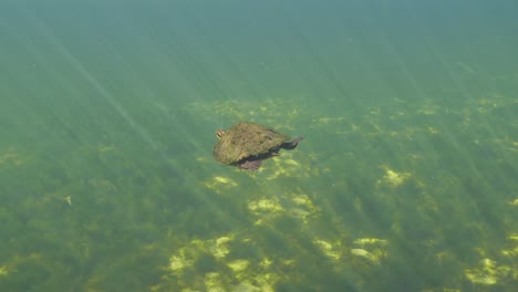 Pequeña-Tortuga-Nadando-En-Agua-De-Manantial-Natural-En-El-Parque-Estatal-Manatee-Springs