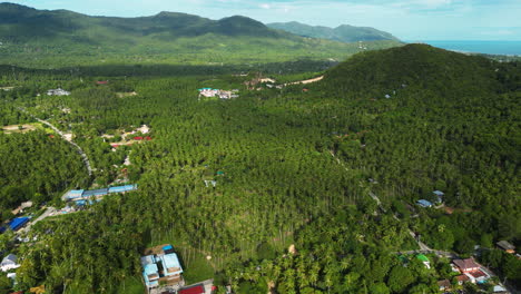 Koh-Tao-Grüner-Palmendschungel,-Tropisches-Reiseziel-Aus-Drohnenansicht