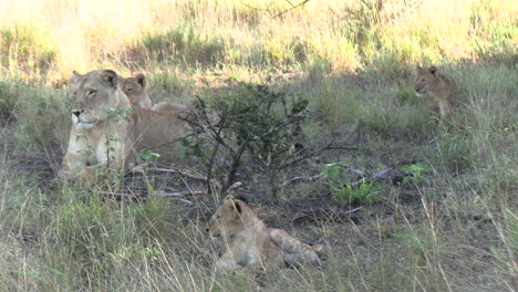 Verspielte-Löwenbabys-Mit-Mutter-In-Der-Afrikanischen-Wildnis