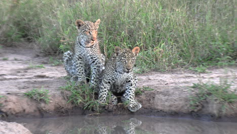 Leopard-Cubs-at-Watering-Hole-in-African-Grasslands
