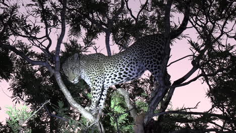 Leopard-Wird-In-Der-Abenddämmerung-Im-Afrikanischen-Safaripark-Von-Einem-Scheinwerfer-Im-Baum-Beleuchtet