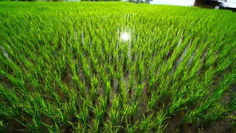 Green-rice-field-in-a-lush-agriculture-land