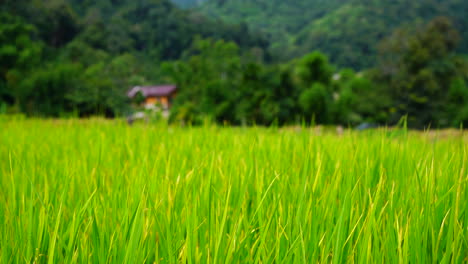 Green-rice-field-in-a-lush-agriculture-land