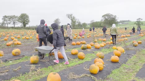 People-choosing-Pumpkins-on-farmland.-Halloween-celebrations-Scotland