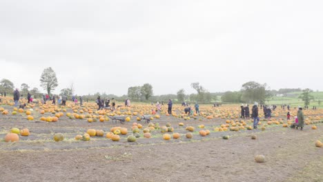 Wide-angle,-Pumpkin-farmland,-Scotland,-Halloween-festival-celebrations