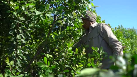 Trabajador-Trabajando-En-La-Plantación-De-Yerba-Mate-Recolectando-Hojas-De-Plantas-De-América-Latina