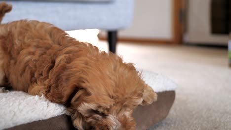 caramel-brown-Cavoodle-puppy-dog-chases-paper-roll-off-bed-in-front-of-camera,-slow-motion-footage,-low-depth-of-field