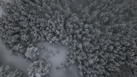 Neblige-Winterluftaufnahmen-Eines-Mannes,-Der-Im-Schnee-Im-Wald-Spaziert