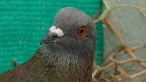 A-common-pigeon-or-rock-dove,-Columba-livia,-stares-at-the-camera