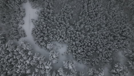 Snowy,-Foggy-Winter-Aerial-Footage-of-man-walking-in-snow-in-forest