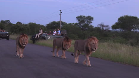 Los-Leones-Machos-Se-Mueven-A-Lo-Largo-De-Una-Carretera-Asfaltada-En-El-Parque-Nacional-Kruger,-Sudáfrica