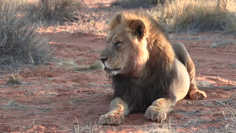 A-large-Kalahari-male-lion-falling-asleep-with-a-full-belly-along-a-dirt-road
