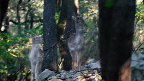 Small-herd-of-young-deer-nervously-standing-in-forest-area