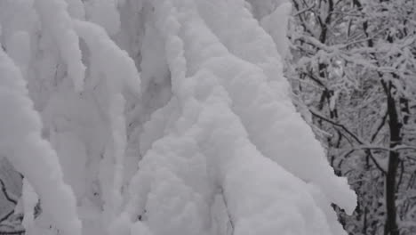 Baum-Im-Winter,-Schnee-Im-Urlaub,-Verschneiter-Wald