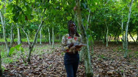 Moderna-Ingeniera-Agricultora-Mujer-Negra-Revisando-El-Grano-De-Cacao-En-Una-Plantación-De-árboles-De-Cacao-En-áfrica,-Tecnología-Agrícola-Agrotecnología-En-La-Zona-Rural-De-áfrica-Agricultura-De-Precisión-Moderna