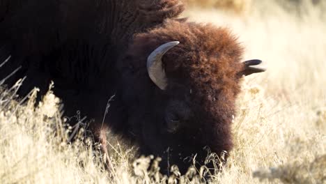 American-bison-or-buffalo-grazing---isolated-close-up
