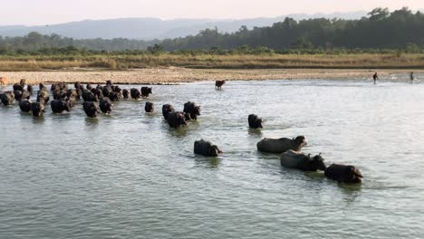 Water-buffalo-crossing-a-river-in-the-late-afternoon-light-as-they-come-back-from-grazing