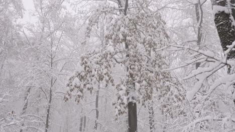 Nieve,-Bosque-En-Invierno-Blanco
