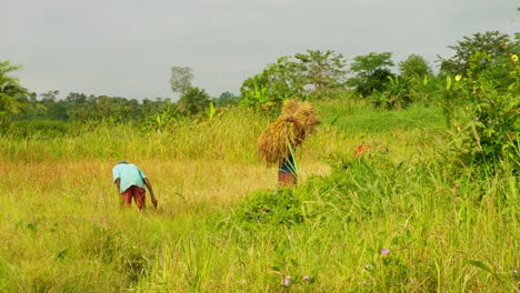 Landwirtschaft-Reisfeld-Plantage-Schwarzer-Männlicher-Bauer,-Der-Während-Der-Erntesaison-Als-Team-Im-Afrikanischen-Reisfeld-Arbeitet