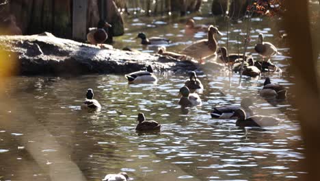 mallard-ducks-eat-food-in-the-water-on-the-pond