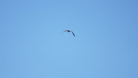 Looking-Up-At-Bird-Flying-Away-Against-Clear-Blue-Skies-In-Cima-Fontana,-Italy