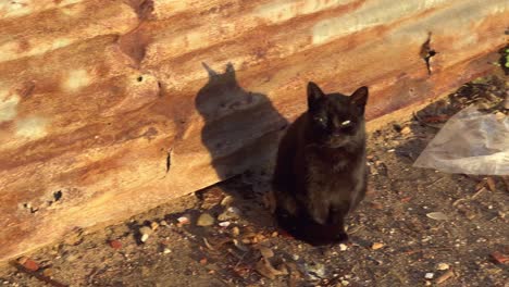 -Sleek-black-cat-stands-poised-outdoors,-its-fur-absorbing-the-warm-glow-of-the-sunshine