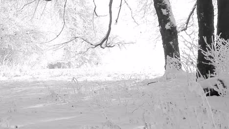 Alte-Bäume,-Die-An-Einem-Kalten-Wintertag-Mit-Schnee-Bedeckt-Sind,-Keine-Menschen-Stock-Footage-Stock-Video