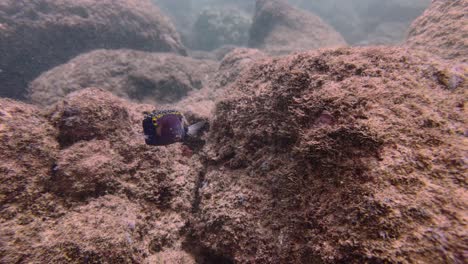 Black-spotted-boxfish,-Blue-spotted-boxfish-or-Yellow-boxfish-,-Pacific-ocean,-Hawaii