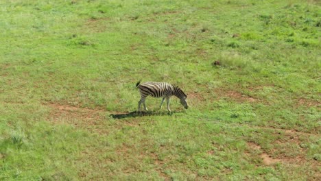 Einsames-Zebra,-Das-Auf-Sommergras-In-Freier-Wildbahn-Weidet