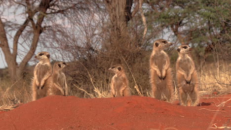 A-meerkat-family-standing-upright-on-their-burrow-in-the-Kalahari-desert-sand