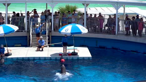 Delfinshow-Im-Gulfarium-Marine-Adventure-Park-In-Destin-Fort-Walton-Beach,-Florida,-USA