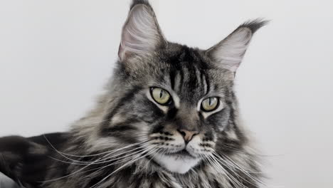 Maine-Coon-Katze-Mit-Auffälligen-Augen-Schaut-In-Die-Kamera-Und-Schaut-Dann-Weg