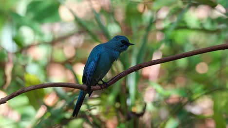 Perched-on-a-vine-then-flies-away-after-drinking-some-water-in-the-forest,-Verditer-Flycatcher-Eumyias-thalassinus,-Thailand