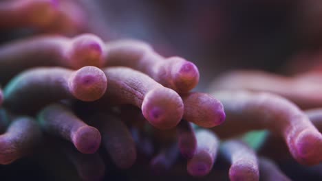 Macro-shot-of-anemone-tentacles-in-saltwater-aquarium