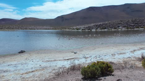 Wilde-Flamingos-Auf-Nahrungssuche-Im-See-In-Der-Nähe-Der-Atacama-Wüste-In-Chile,-Südamerika