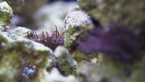 Makroaufnahme-Der-Beweglichen-Tentakel-Der-Tubipora-Koralle