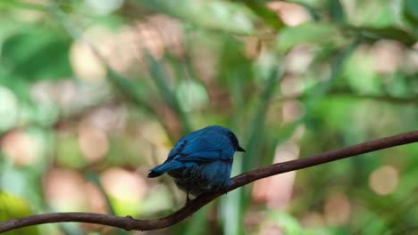 Bathing-under-some-dripping-water-and-then-moves-to-the-left-shaking-its-body-and-also-chirping,-Verditer-Flycatcher-Eumyias-thalassinus,-Thailand