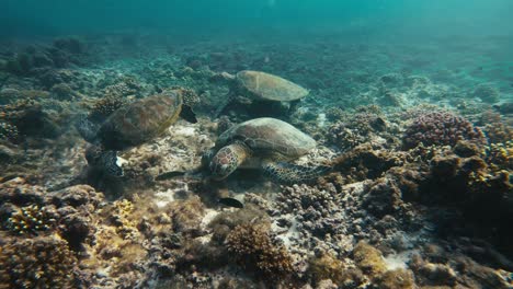 Experimente-La-Fascinante-Vista-De-Las-Majestuosas-Tortugas-Deleitándose-Con-Gracia-Con-Vibrantes-Corales-En-Las-Profundidades-Del-Océano.