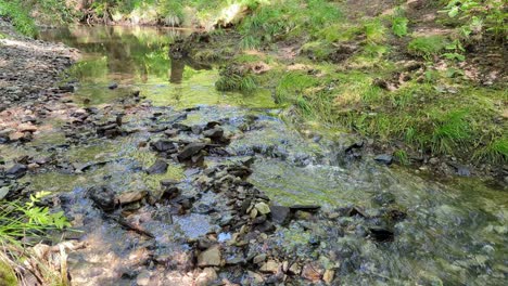 water-stream-flowing-among-green-forest,-spring-day