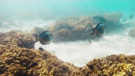 Lebendige-Exotische-Fische-Inmitten-Eines-Farbenfrohen-Korallenriffs