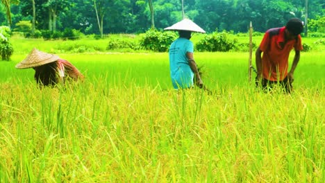 Los-Agricultores-Trabajan-Con-La-Cosecha-En-Los-Campos-Del-Campo-Asiático.