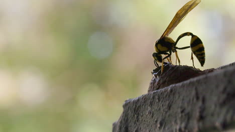 Potter-wasp-female-carefully-completes-the-top-of-her-pot-nest-with-great-accuracy-and-design