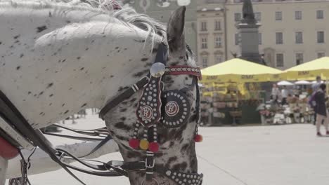 Cinematic-Shot:-Horse's-Head-at-Krakow-Market-Square