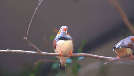 Close-up-shot-of-cute-tiny-little-zebra-finch-or-chestnut-eared-finch,-taeniopygia-guttata-spotted-perching-on-tree-branch-and-wondering-around-it-surrounding-environments