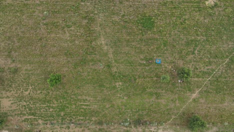 Aerial-drone-top-down-shot-over-large-green-millet-field-in-Tharparkar,-Pakistan-at-daytime