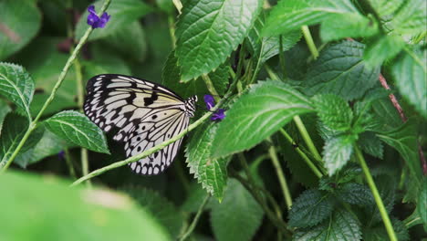 Beautiful-butterfly-gently-gathers-pollen-with-its-long-proboscis-from-a-purple-flower